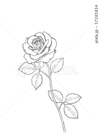 rose clip art outline