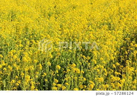 房総半島南部の菜の花畑(1) 房総半島南部の菜の花畑(1) 57286124