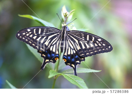 アゲハチョウ アゲハチョウ 57286386