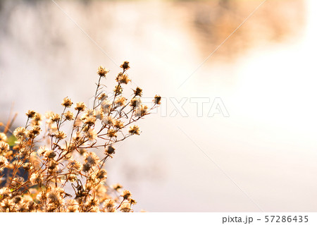 植物 夕暮れ 種子 57286435