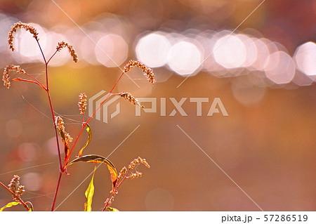 植物 夕暮れ 種子 57286519