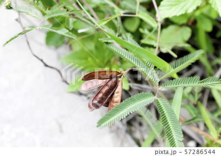 オカミズオジギソウの種 57286544