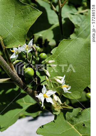 セイバンナスビの花と青い実 57286558