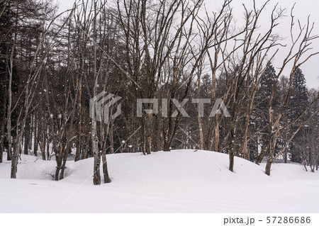 雪の降る森 57286686