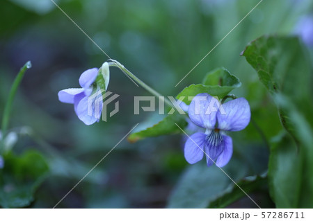 徳澤の春　 57286711