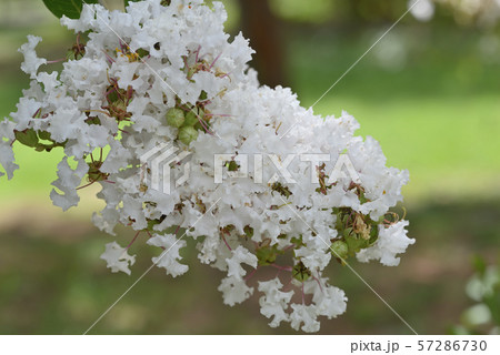 サルスベリ（アコマ） 57286730