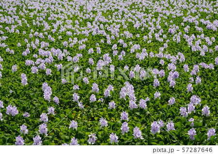 布袋草満開のころ 57287646