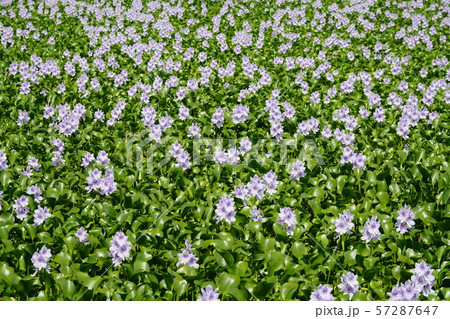 布袋草満開のころ 57287647