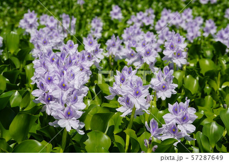 布袋草満開のころ 57287649