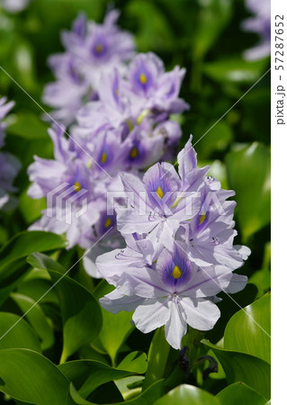 布袋草満開のころ 57287652