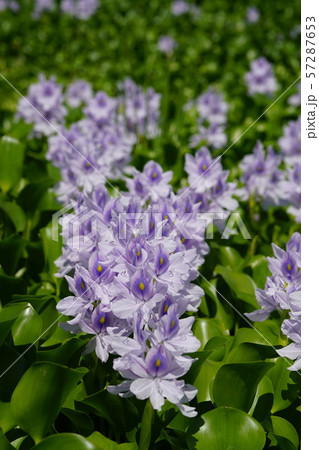 布袋草満開のころ 57287653