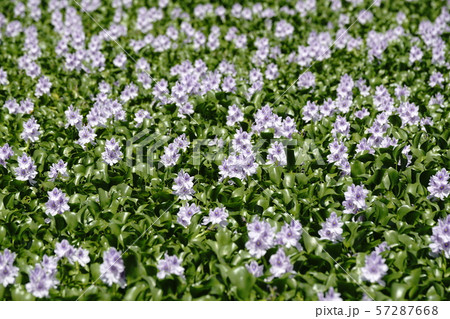 布袋草満開のころ 57287668