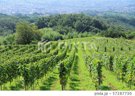 登美の丘ワイナリーのブドウ畑 57287730
