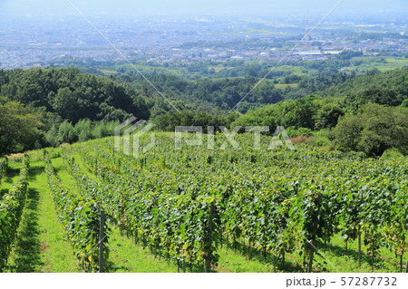 登美の丘ワイナリーのブドウ畑 登美の丘ワイナリーのブドウ畑 57287732