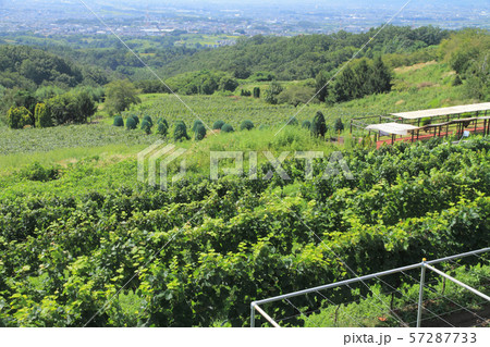 登美の丘ワイナリーのブドウ畑 57287733