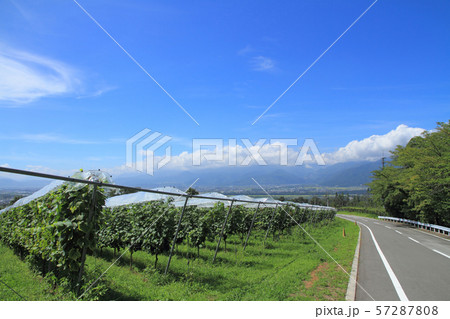 登美の丘ワイナリーのブドウ畑 57287808