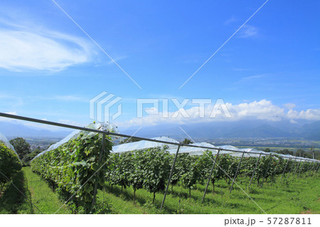 登美の丘ワイナリーのブドウ畑 登美の丘ワイナリーのブドウ畑 57287811