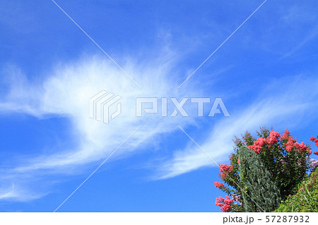 秋の空とサルスベリ 秋の空とサルスベリ 57287932
