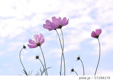 コスモス 秋の花 花 57288179