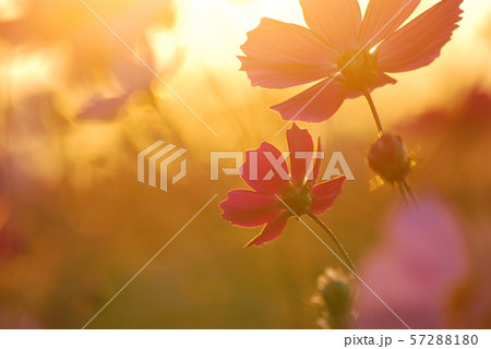 コスモス 秋の花 花 57288180