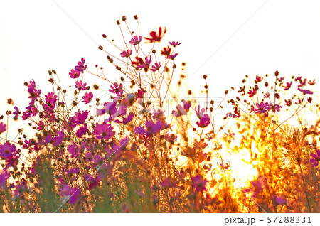 夕日 日没 夕暮れ 57288331