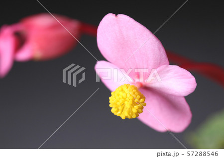 シュウカイドウの花 57288546