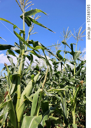 とうもろこし　味来 57288595
