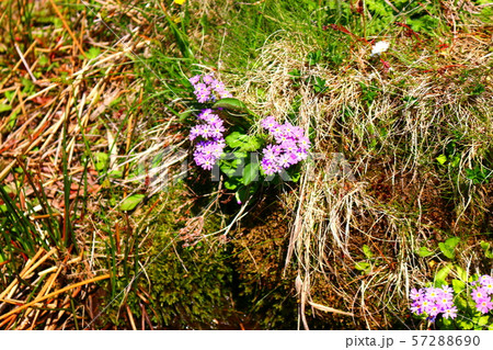 雲 快晴 景色 57288690