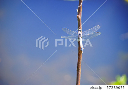水面・青空・シオカラトンボ４ 57289075