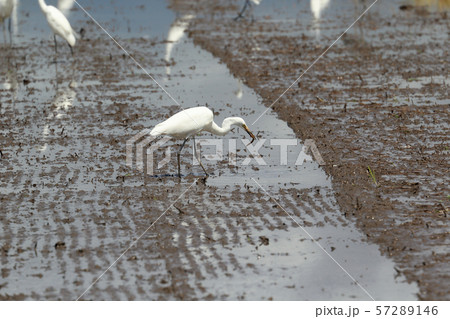 白鷺 白鷺 57289146