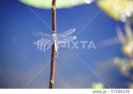 水面・青空・シオカラトンボ６ 57289156