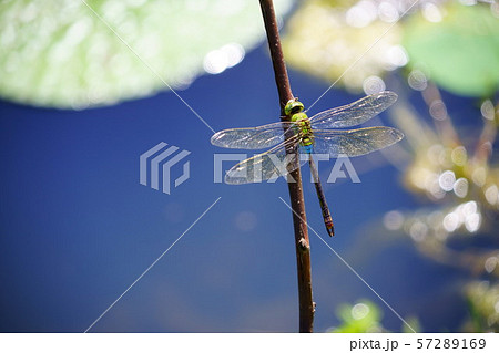 命輝く・ギンヤンマ２ 57289169