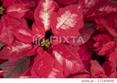 ポインセチア ポインセチア 57289848