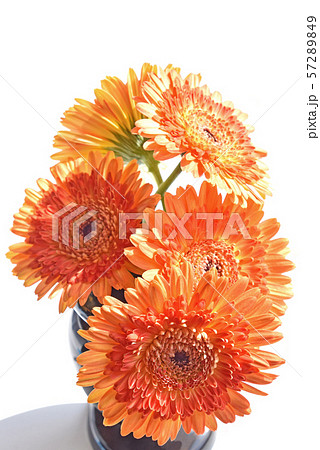 ガーベラ ガーベラ 57289849