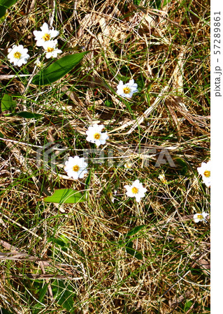 雲 快晴 景色 57289861