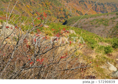 紅葉する安達太良山中腹のナナカマドの赤い実の写真素材
