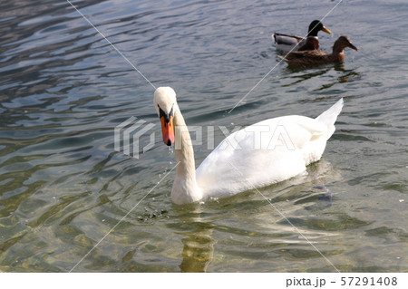 Swans in Hallstatt lake with Out of Focus 57291408