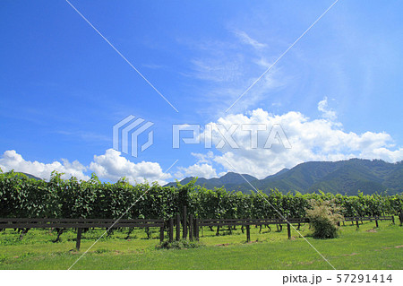 ワイナリーのブドウ畑 57291414