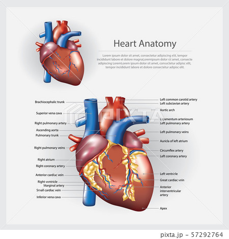 Heart Anatomy Vector Illustrationのイラスト素材