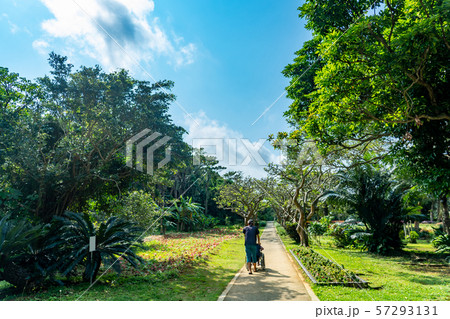 沖縄　宮古島　宮古島市熱帯植物園　車椅子を押しながら散歩する男性 57293131