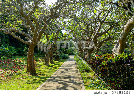 沖縄 宮古島 宮古島市熱帯植物園 沖縄 宮古島 宮古島市熱帯植物園 57293132