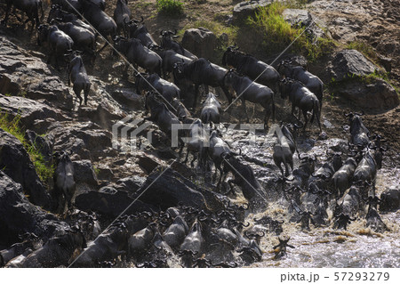 The Great Migration. Wildebeest and Zebra crossing the Mara River Masai Mara ,Kenya. The Great Migration. Wildebeest and Zebra crossing the Mara River Masai Mara ,Kenya. 57293279