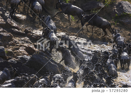 The Great Migration. Wildebeest and Zebra crossing the Mara River Masai Mara ,Kenya. 57293280