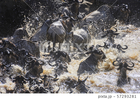 The Great Migration. Wildebeest and Zebra crossing the Mara River Masai Mara ,Kenya. The Great Migration. Wildebeest and Zebra crossing the Mara River Masai Mara ,Kenya. 57293281