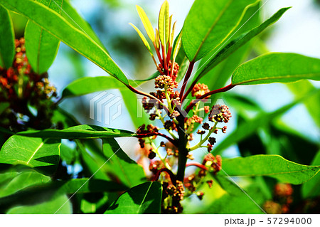 ヒメユズリハの花 ヒメユズリハの花 57294000