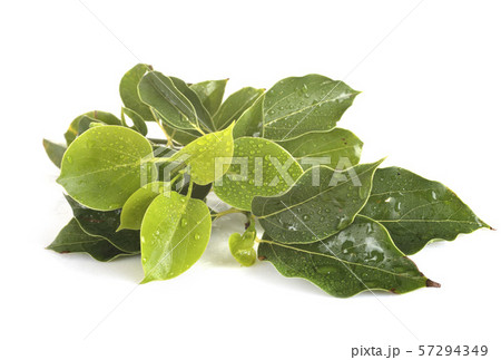 Cinnamomum camphora in studio Cinnamomum camphora in studio 57294349