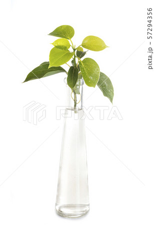 Cinnamomum camphora in studio 57294356