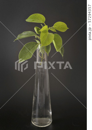 Cinnamomum camphora in studio Cinnamomum camphora in studio 57294357