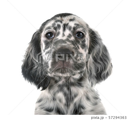 puppy english setter puppy english setter 57294363