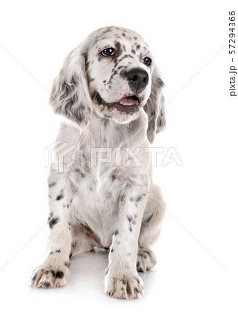 puppy english setter puppy english setter 57294366